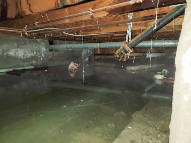 Best Water damage restoration experts  in Rogersville, TN