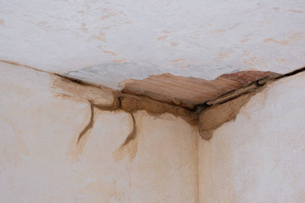 Best Water damage contractors near me  in Rogersville, TN