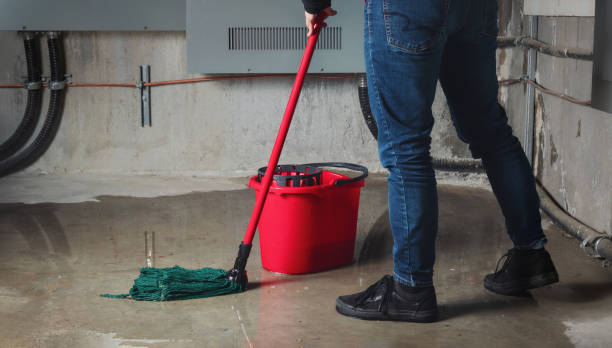 Best Basement water damage restoration  in Rogersville, TN