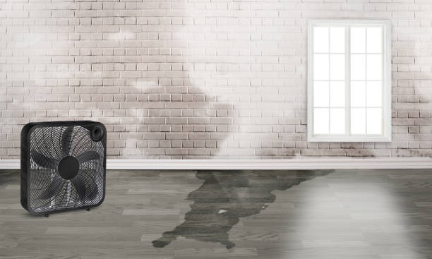 Best Water damage cleanup near me  in Rogersville, TN