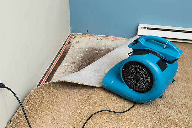 Best Water damage restoration near me  in Rogersville, TN